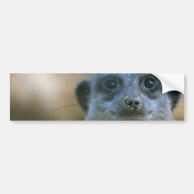 Pegatina Para Coche Suricata divertida (Frente)