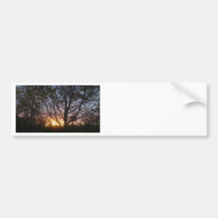 Pegatina Para Coche Sycamore Sunrise