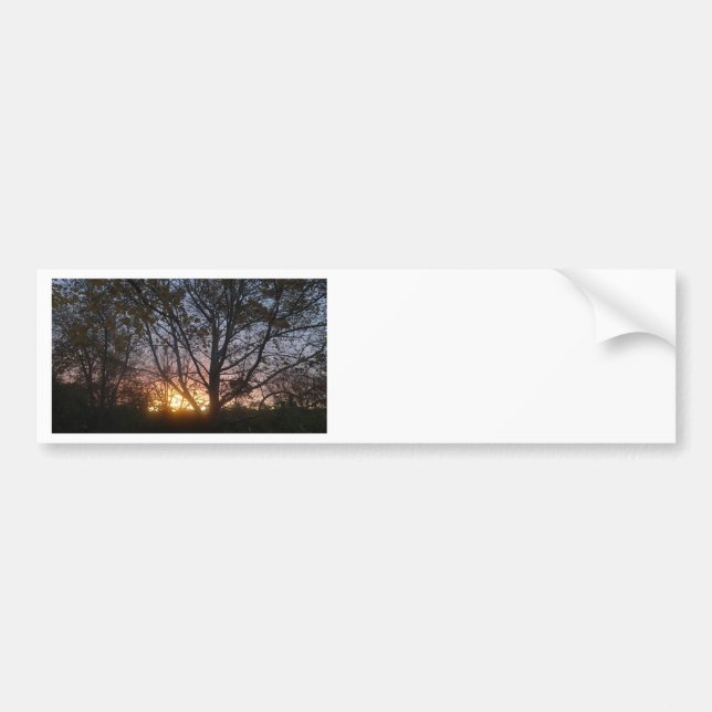 Pegatina Para Coche Sycamore Sunrise (Frente)