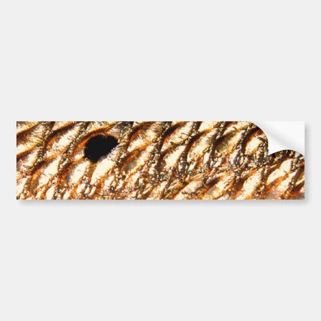 Pegatina Para Coche Tambor rojo de los "salmones" - por PatternWear© (Frente)