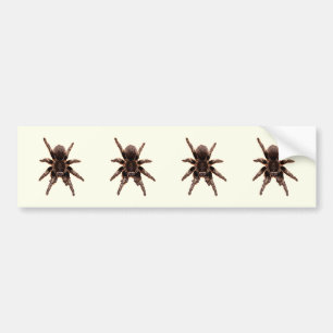 Pegatina Para Coche Tarantula