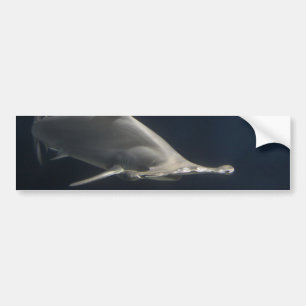 Pegatina Para Coche Tiburón de Hammerhead