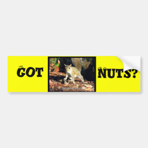 Pegatina Para Coche ¿Tienes nueces?
