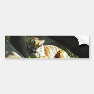 Pegatina Para Coche Tiger Catnap