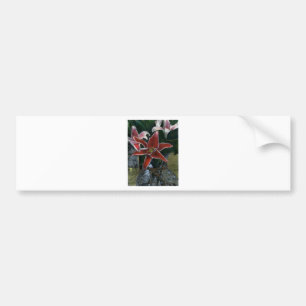 Pegatina Para Coche Tiger Lily Gibney Los regalos de Zazzle MUSEUM