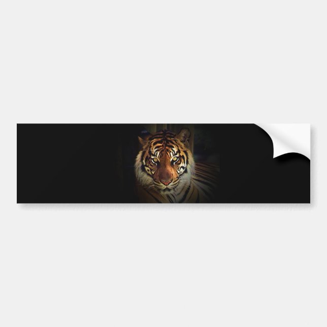 Pegatina Para Coche Tigre (Frente)