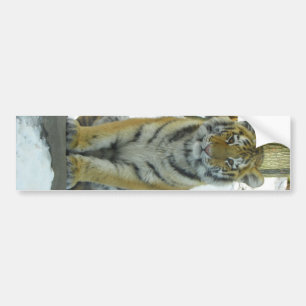 Pegatina Para Coche Tigre Cub en retrato de la nieve