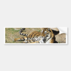 Pegatina Para Coche Tigre durmiente