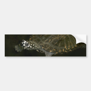 Pegatina Para Coche Tortuga nadando