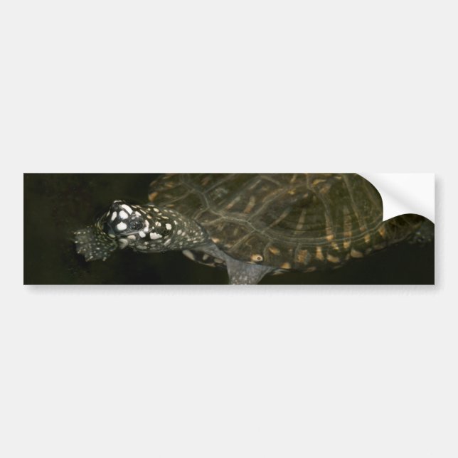 Pegatina Para Coche Tortuga nadando (Frente)
