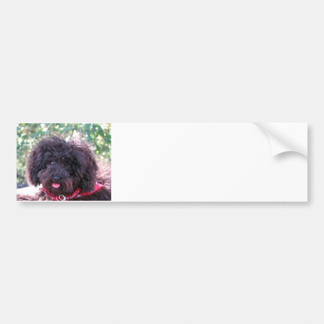 Pegatina Para Coche Toy Poodle Black (Frente)