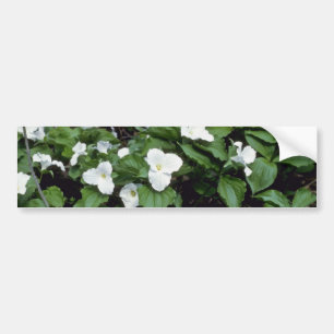 Pegatina Para Coche Trillium Grande-Florecido blanco (Trillium