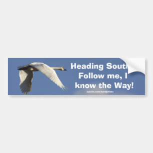 Pegatina Para Coche Trumpeter Swan Bumpersticker