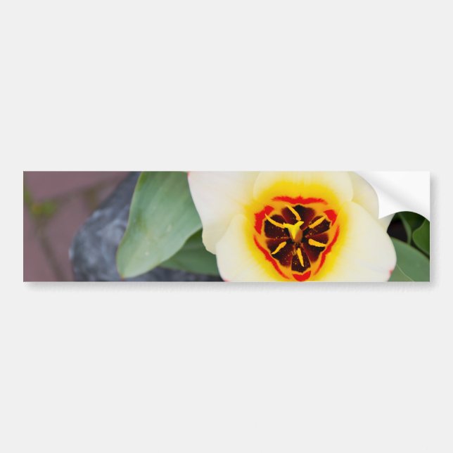 Pegatina Para Coche Tulipán (Frente)