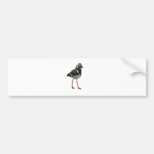 Pegatina Para Coche Turnstone rubicundo
