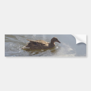 Pegatina Para Coche Vida silvestre Natación de ganso en lago, naturale