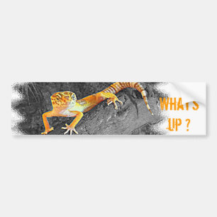 Pegatina Para Coche What's up? Salamanquesa, leopard gecko,