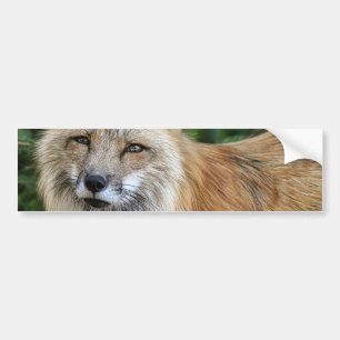 Pegatina Para Coche Wild Fox