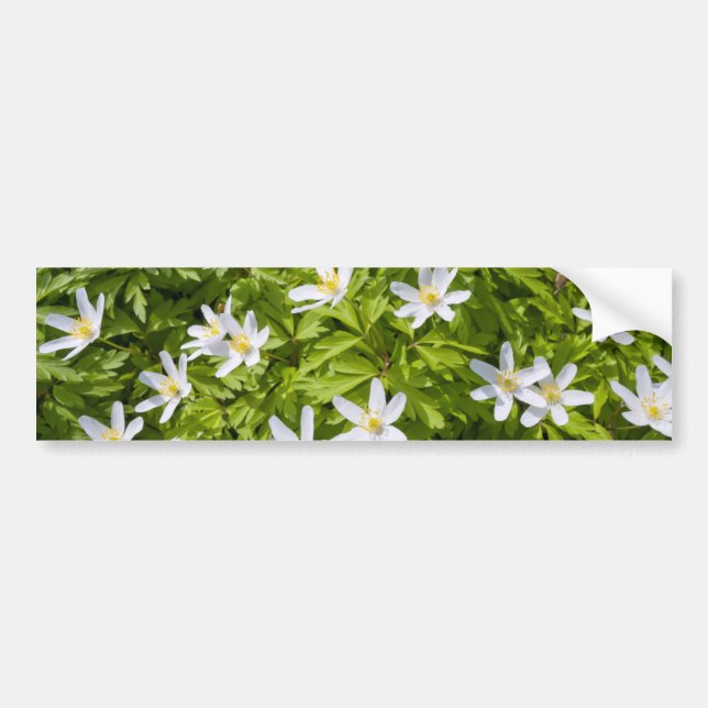 Pegatina Para Coche Wood Anemone (Frente)