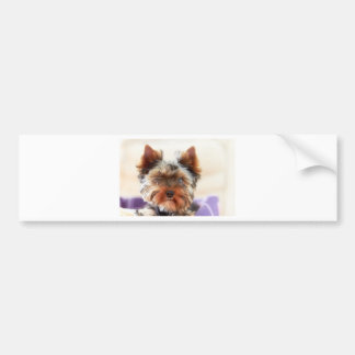Pegatina Para Coche Yorkshire Terrier