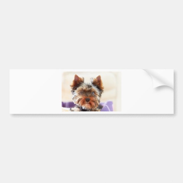 Pegatina Para Coche Yorkshire Terrier (Frente)