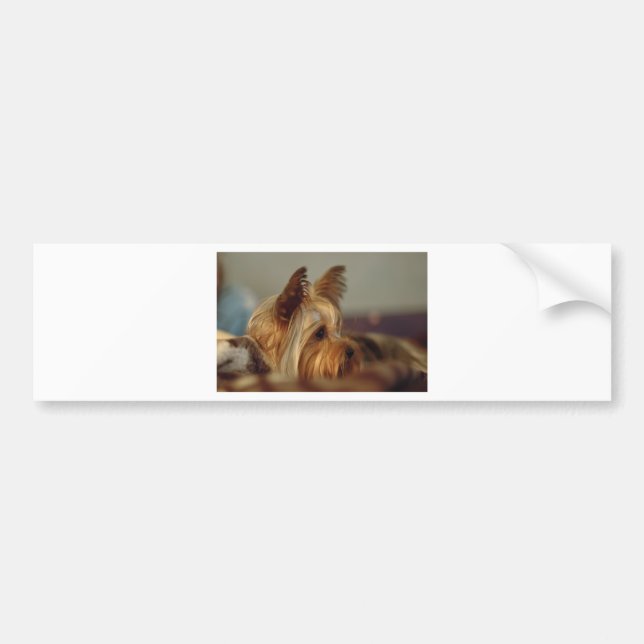 Pegatina Para Coche Yorkshire Terrier (Frente)