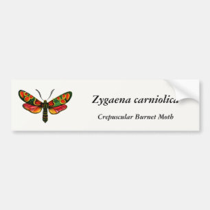 Pegatina Para Coche Zygaena carniolica - La malla de burnet crepuscula