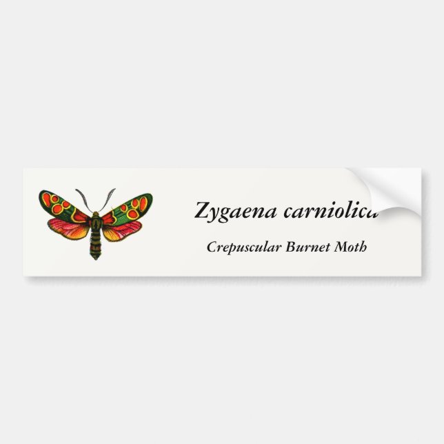 Pegatina Para Coche Zygaena carniolica - La malla de burnet crepuscula (Frente)