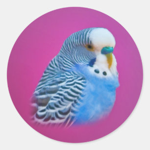 Pegatina Parakeet