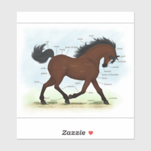 Pegatina Partes de la anatomía de caballos en Bay Pony con