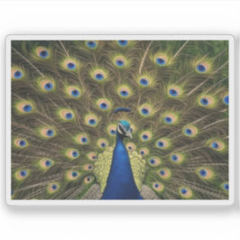 Pegatina Pavo Real Azul