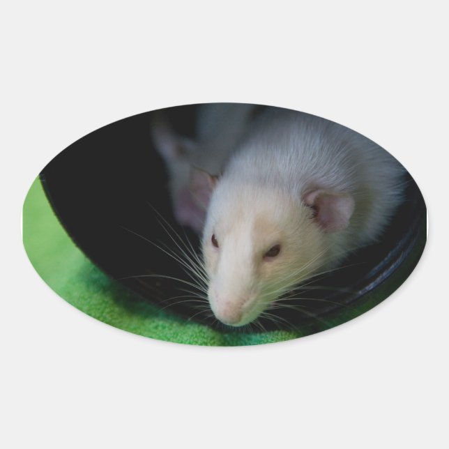 PEGATINA PEEWEE OVAL (Anverso)