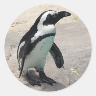 Pegatina Penquin