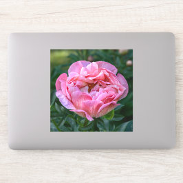 Pegatina Peonía de Amor – Floral Rosa Suave