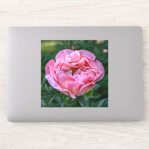 Pegatina Peonía de Amor – Floral Rosa Suave