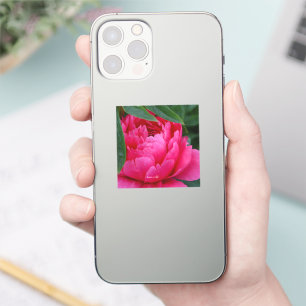 Pegatina Peony rosado de Bashful