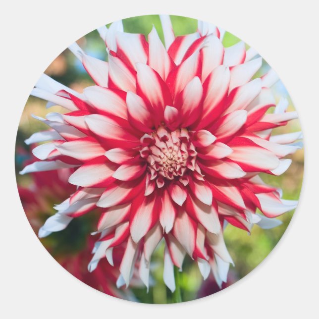 Pegatina Peppermint Dahlia (Anverso)