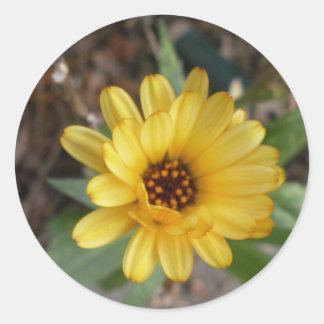 Pegatina pequeño amarillo