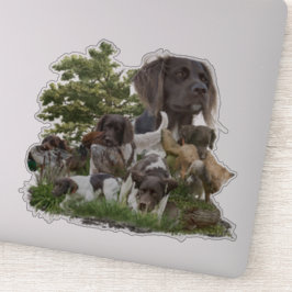 Pegatina Pequeño Munsterlander