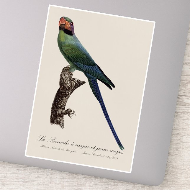 Pegatina Perico Colilargo, Psittacula Longicauda (Long-Tailed Parakeet, Psittacula Longicauda. Sticker)