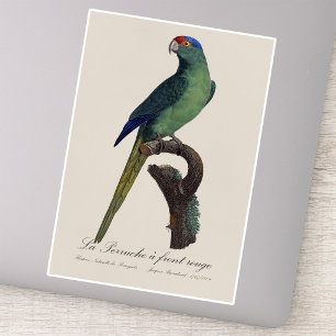 Pegatina Perico Frentianaranjado, Eupsittula Canicularis