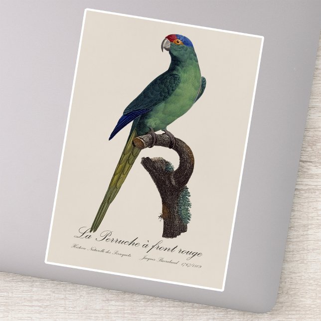 Pegatina Perico Frentianaranjado, Eupsittula Canicularis (Orange-Fronted Parakeet, Eupsittula Canicularis. Sticker)