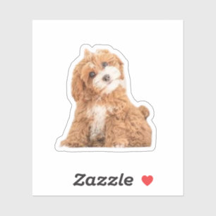 Pegatina Perro Cavapoo Cavoodle Cockerpoo Puppy Designer
