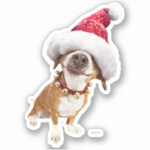 Pegatina Perro con gran sombrero Santa