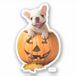 Pegatina Perro en Jack-o-Lantern