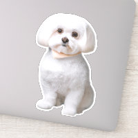 Perro maltés