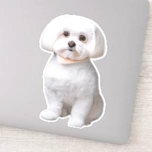 Pegatina Perro maltés