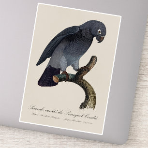 Pegatina Perroquet Cendre / Loro gris tineño africano
