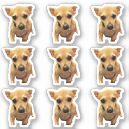 Pegatina Perros Chihuahua Lindos 4Carly