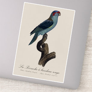 Pegatina Perruche a bandeau rouge / Musk Lorikeet